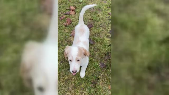 Video preview image #5 Aussie-Poo-Goldendoodle Mix Puppy For Sale in COMMERCE, MI, USA