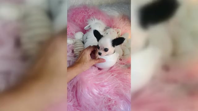 Video preview image #1 Chihuahua Puppy For Sale in THONOTOSASSA, FL, USA