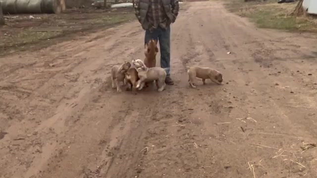Video preview image #1 Olde English Bulldogge Puppy For Sale in CHETEK, WI, USA