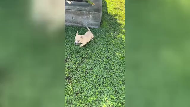 Video preview image #5 American Bully Puppy For Sale in PUYALLUP, WA, USA