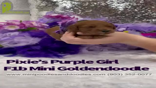 Video preview image #2 Goldendoodle (Miniature) Puppy For Sale in BULLARD, TX, USA
