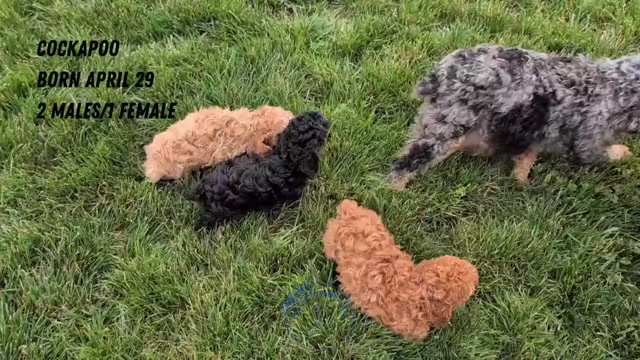 Video preview image #4 Cock-A-Poo Puppy For Sale in GOSHEN, IN, USA
