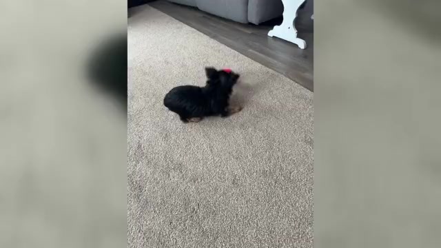 Video preview image #1 Yorkshire Terrier Puppy For Sale in NAPPANEE, IN, USA