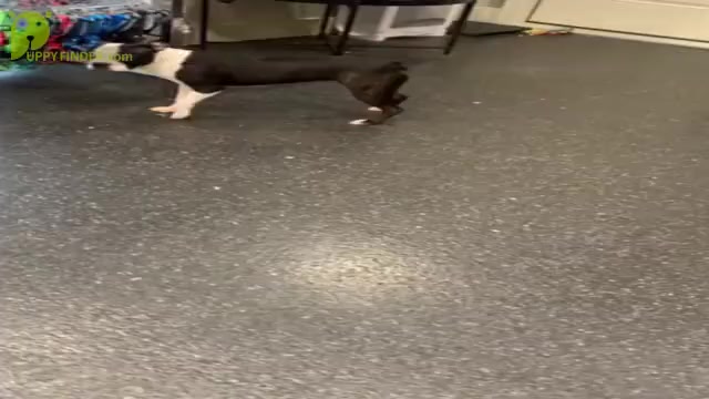 Video preview image #10 Boston Terrier Puppy For Sale in WARSAW, IN, USA
