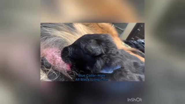 Video preview image #4  Breeder Profile in PINON HILLS, CA, USA