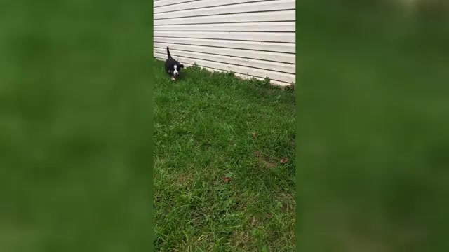 Video preview image #4 Bernese Mountain Dog Puppy For Sale in SUPERIOR, WI, USA