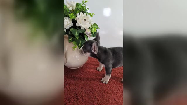 Video preview image #4 French Bulldog Puppy For Sale in GOSHEN, IN, USA