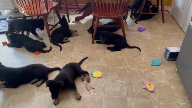 Video preview image #5 German Shepherd Dog Puppy For Sale in WEST POINT, VA, USA