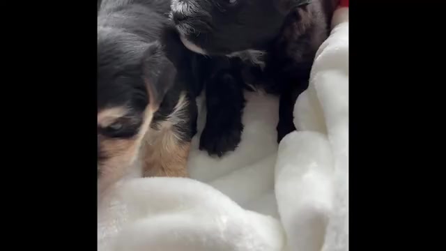 Video preview image #1 Morkie Puppy For Sale in ROCK STREAM, NY, USA