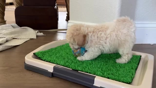 Video preview image #3 Bichpoo Puppy For Sale in NORTH PORT, FL, USA