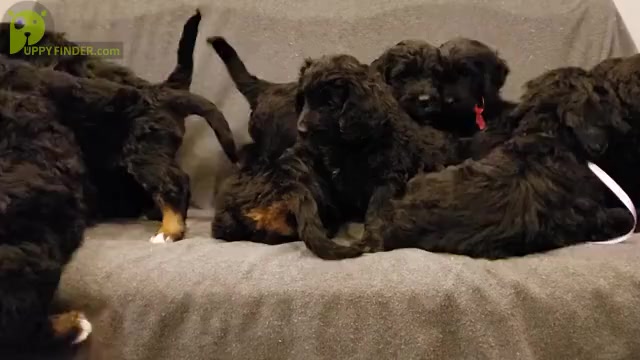 Video preview image #2 Bernedoodle Puppy For Sale in GRANTSVILLE, UT, USA