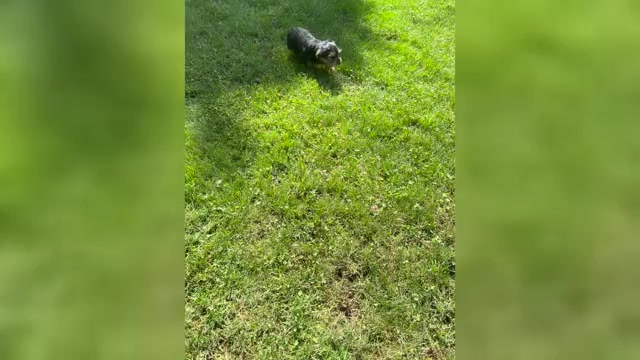 Video preview image #1 Yorkshire Terrier Puppy For Sale in NAPPANEE, IN, USA