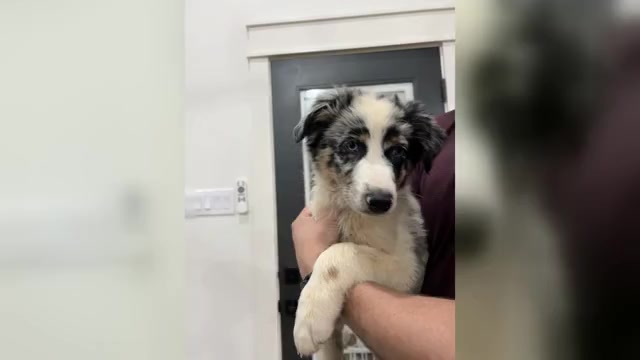Video preview image #2 Australian Shepherd Puppy For Sale in TYLER, TX, USA