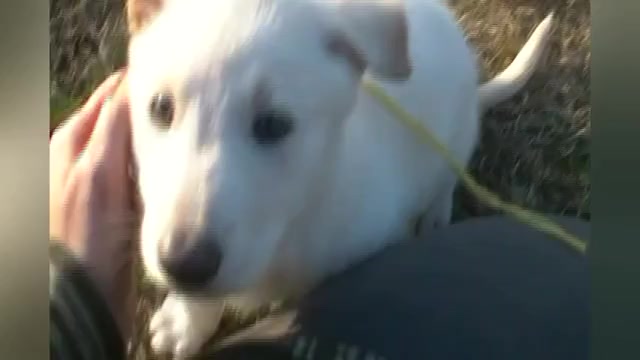 Video preview image #1 German Shepherd Dog Puppy For Sale in PIEDMONT, MO, USA