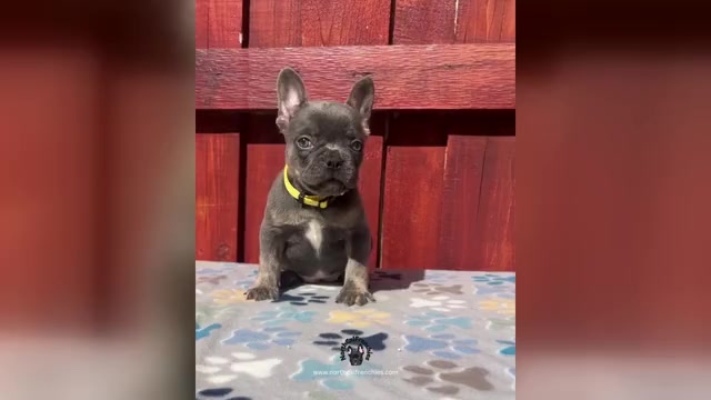 Video preview image #1 French Bulldog Puppy For Sale in SACRAMENTO, CA, USA