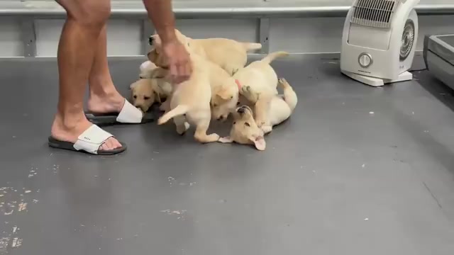 Video preview image #1 Labrador Retriever Puppy For Sale in MIAMI, FL, USA