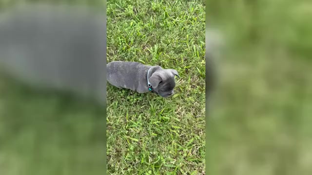 Video preview image #16 French Bulldog Puppy For Sale in ORANGE, TX, USA
