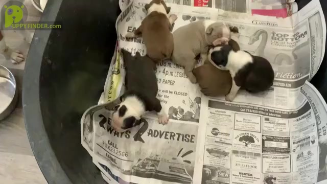 Video preview image #1 Boston Terrier Puppy For Sale in EMERSON, IA, USA