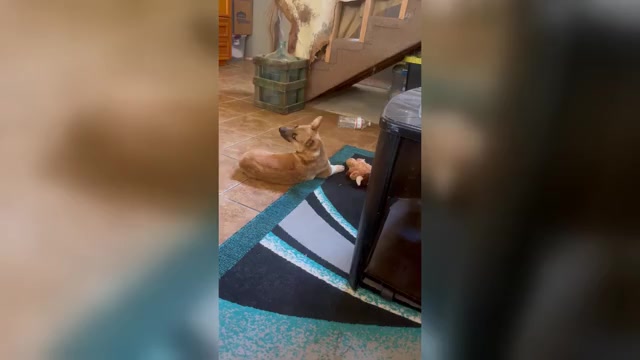 Video preview image #3 Pembroke Welsh Corgi Puppy For Sale in ROMOLAND, CA, USA