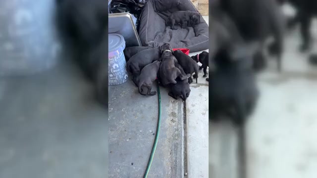 Video preview image #1 Great Dane Puppy For Sale in TEMECULA, CA, USA