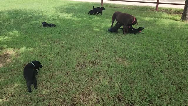 Video preview image #1 Labrador Retriever Puppy For Sale in COMFORT, TX, USA