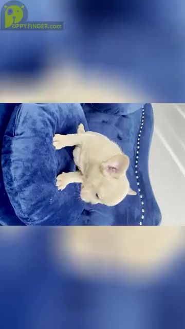 Video preview image #2 French Bulldog Puppy For Sale in JERSEY CITY, NJ, USA