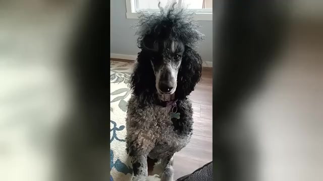 Video preview image #1 Poodle (Standard) Puppy For Sale in BONNERS FERRY, ID, USA
