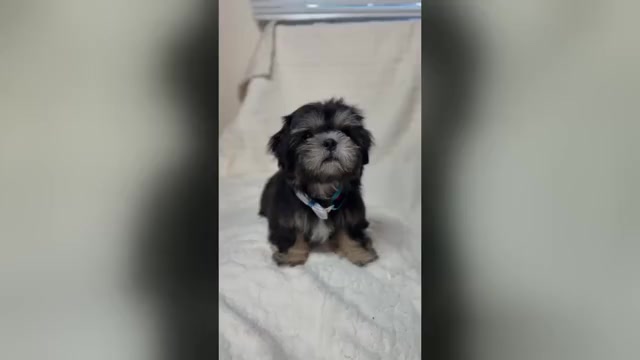 Video preview image #2  Breeder Profile in ANTELOPE, CA, USA