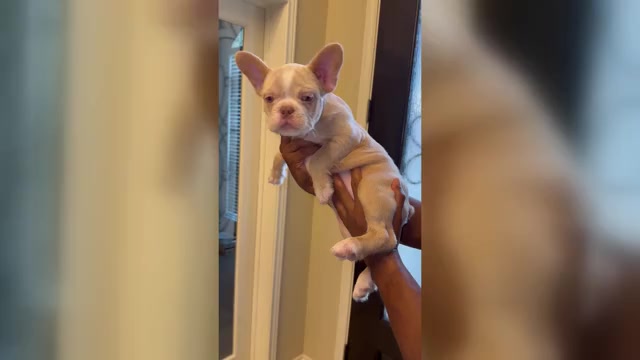 Video preview image #5 French Bulldog Puppy For Sale in IOWA COLONY, TX, USA