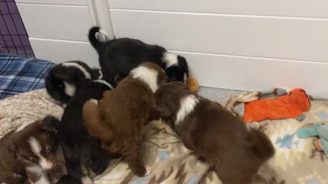 Video preview image #1 Border Collie Puppy For Sale in HARRISON, ID, USA