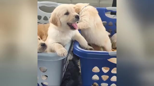 Video preview image #1  Breeder Profile in MILACA, MN, USA