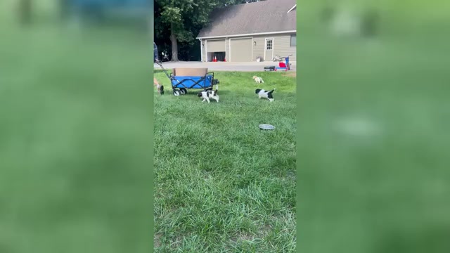 Video preview image #1 Saint Berdoodle Puppy For Sale in FRANKFORT, IN, USA
