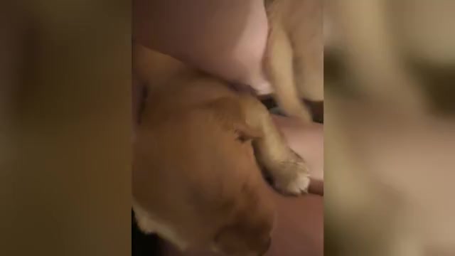Video preview image #1 Basset Hound Puppy For Sale in UNION CITY, TN, USA