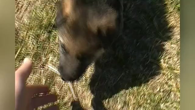 Video preview image #1 German Shepherd Dog Puppy For Sale in PIEDMONT, MO, USA