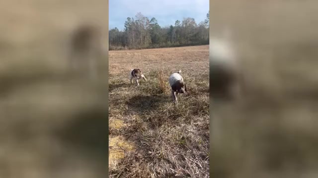 Video preview image #1 German Shorthaired Pointer Puppy For Sale in LUCEDALE, MS, USA