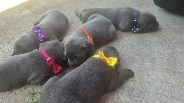 Video preview image #28 Cane Corso Puppy For Sale in COLUMBIA, SC, USA
