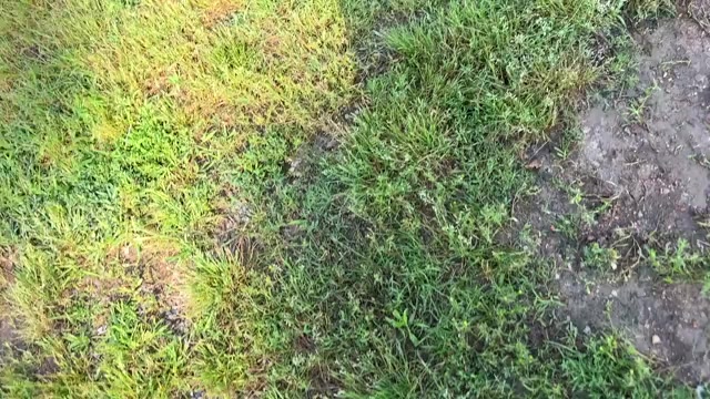 Video preview image #1 Pomeranian Puppy For Sale in CASSVILLE, MO, USA