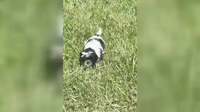 Video preview image #3 Shih Tzu Puppy For Sale in WARSAW, IN, USA