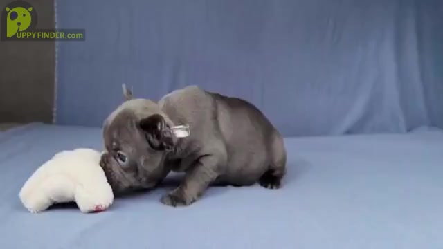 Video preview image #5 French Bulldog Puppy For Sale in BOSTON, MA, USA