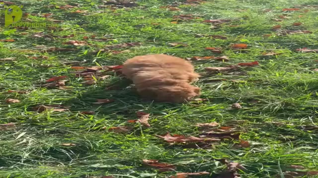 Video preview image #4 Poodle (Toy) Puppy For Sale in WARSAW, IN, USA