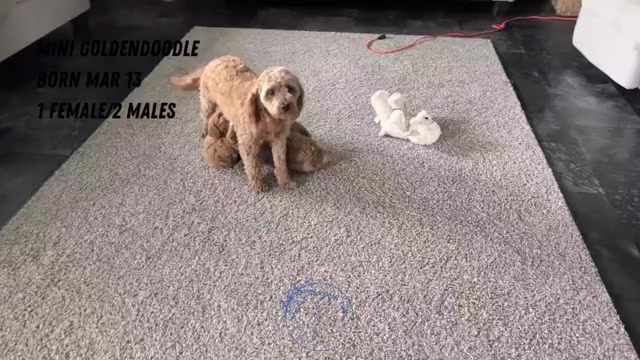 Video preview image #1 Goldendoodle (Miniature) Puppy For Sale in GOSHEN, IN, USA