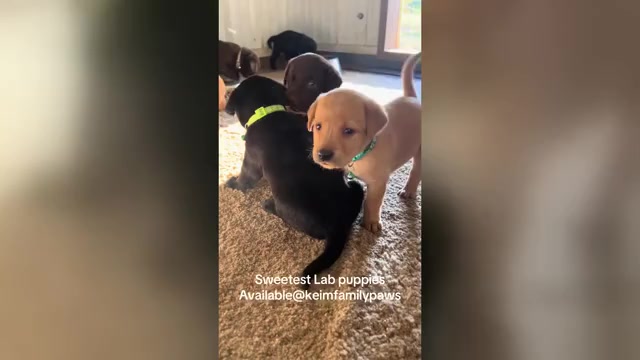 Video preview image #1 Labrador Retriever Puppy For Sale in FREDERICKSBG, OH, USA