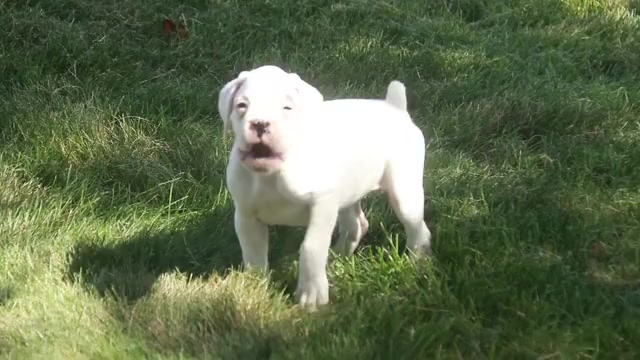 Video preview image #1 Boxer Puppy For Sale in SHIPSHEWANA, IN, USA