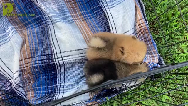 Video preview image #1  Breeder Profile in CEDAR GROVE, NC, USA