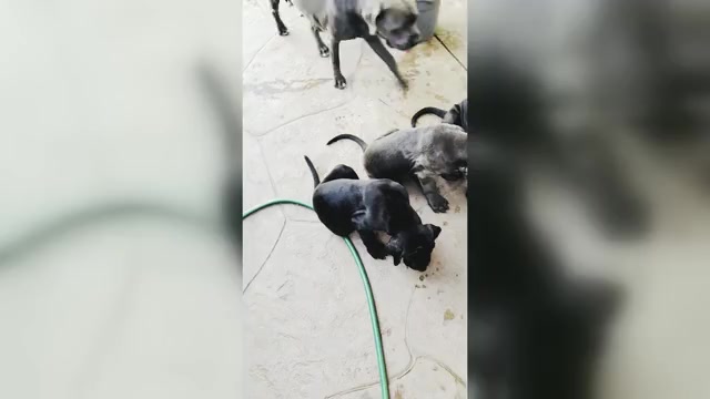 Video preview image #2 Cane Corso Puppy For Sale in WOODLAND HILLS, CA, USA