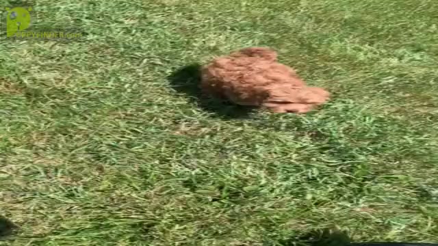 Video preview image #8 Cavapoo Puppy For Sale in WARSAW, IN, USA