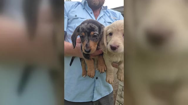 Video preview image #1 Dachshund Puppy For Sale in WEST, TX, USA