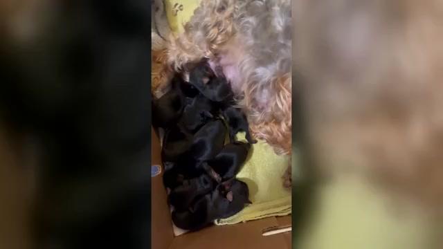 Video preview image #2 Yorkshire Terrier Puppy For Sale in KINGSPORT, TN, USA