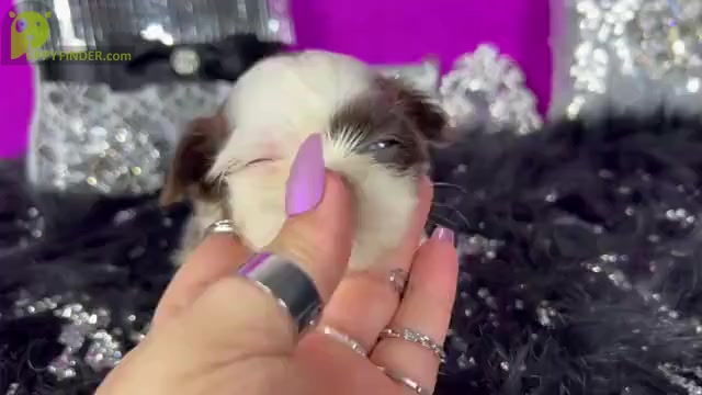 Video preview image #1 Shih Tzu Puppy For Sale in HAYWARD, CA, USA