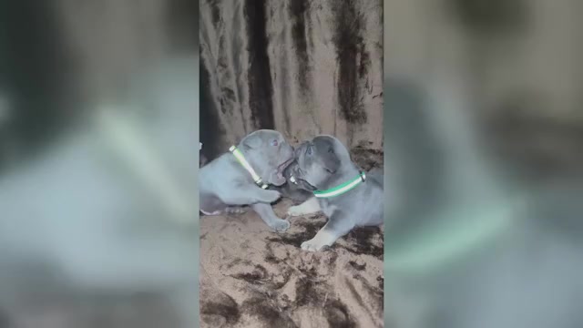 Video preview image #2 French Bulldog Puppy For Sale in CHICAGO, IL, USA